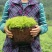 各位老板有需要我的野生莓茶可以联系我。