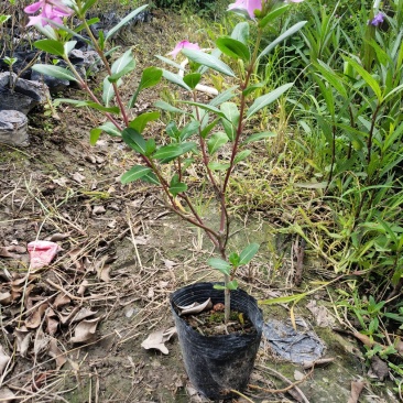 长春花