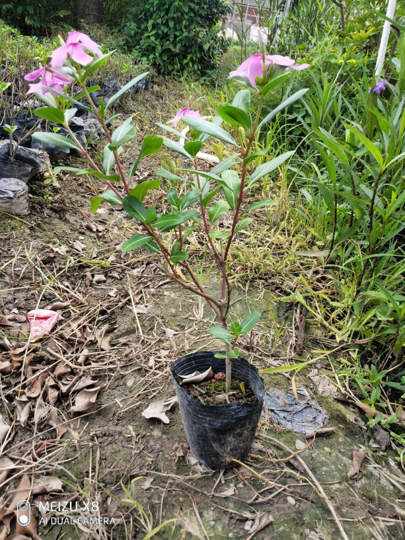 长春花