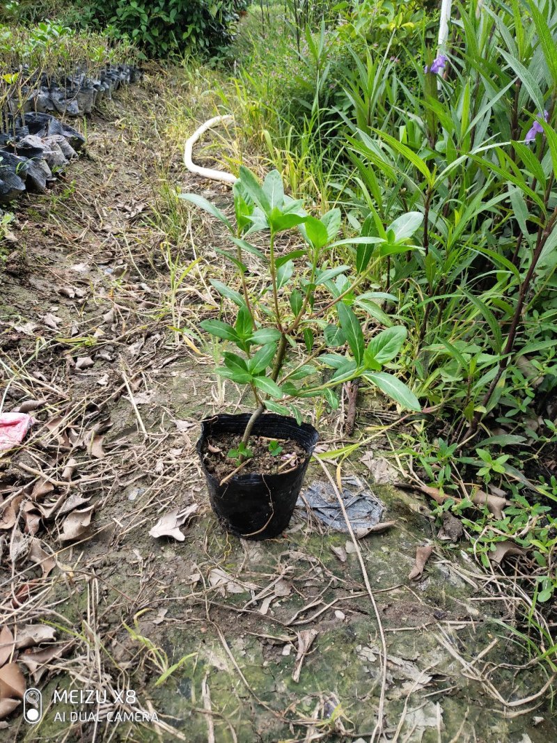 长春花
