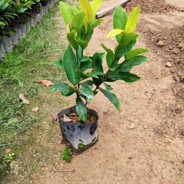 龙船花