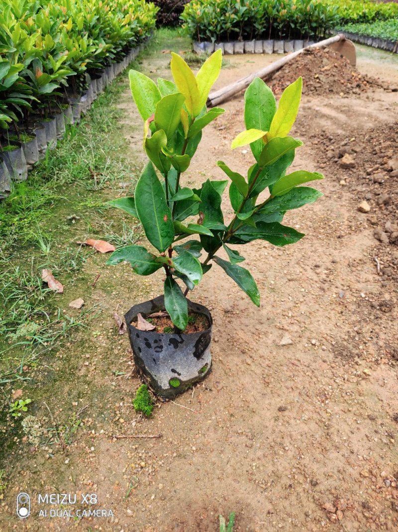 龙船花