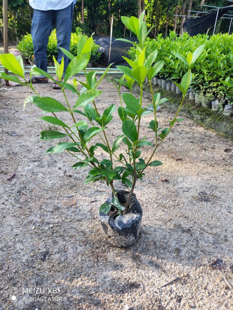 栀子花
