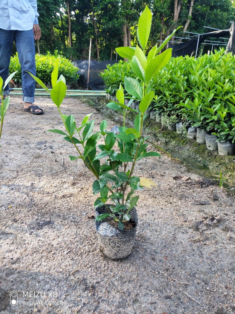 栀子花