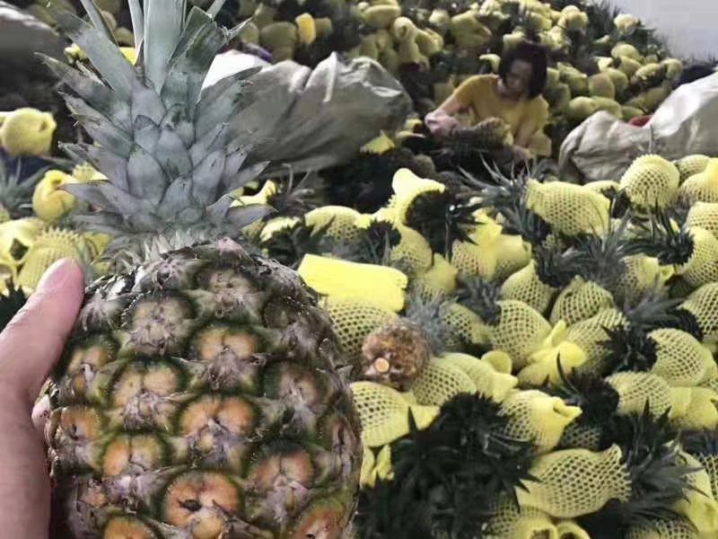 金钻凤梨现采现发，新鲜凤梨活动开启，，，，，，，，，，，