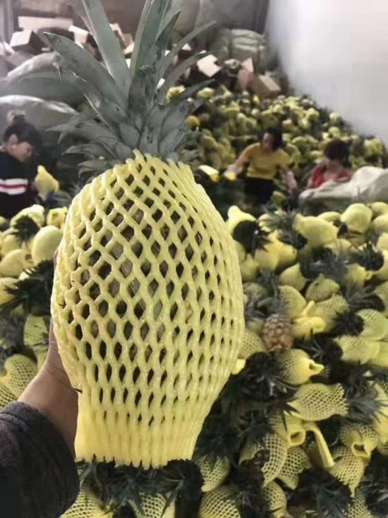金钻凤梨现采现发，新鲜凤梨活动开启，，，，，，，，，，，