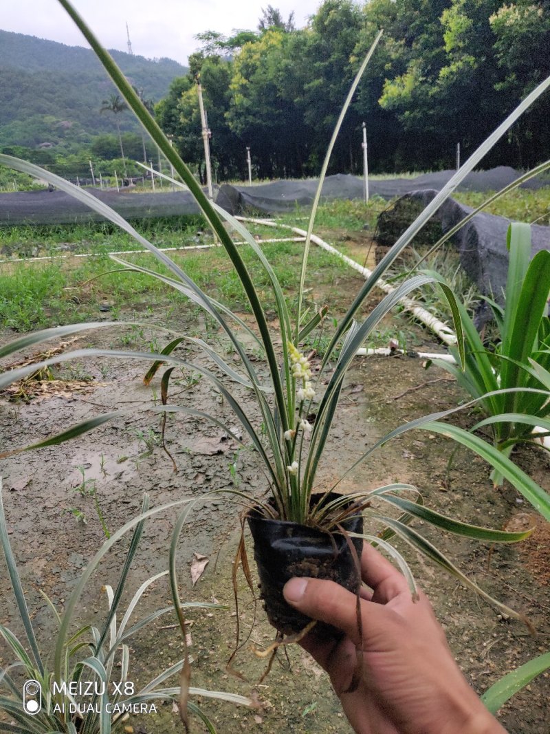 银边草