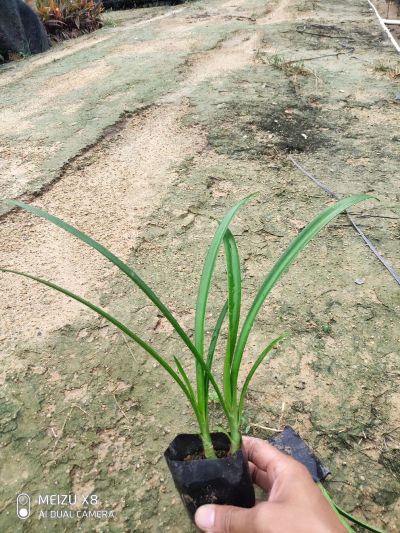 蜘蛛兰