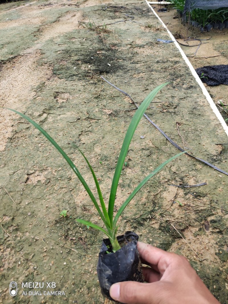 蜘蛛兰