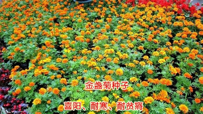 金盏菊种子茼蒿菊种子多年生花卉种子蛇目菊耐寒花海景观种植