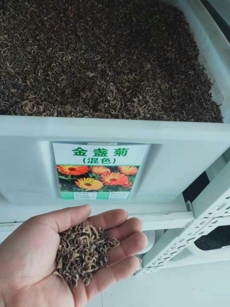 金盏菊种子茼蒿菊种子多年生花卉种子蛇目菊耐寒花海景观种植