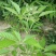 黄荊药材
