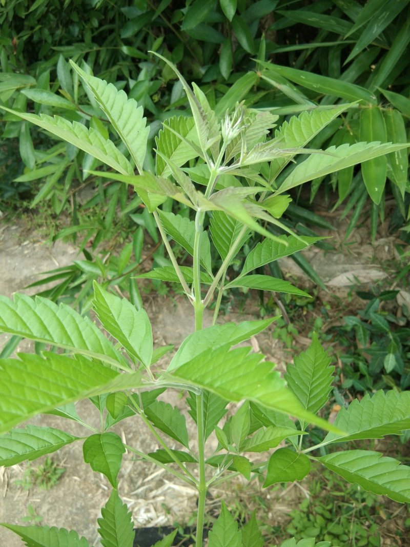 黄荊药材