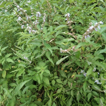 黄荊药材