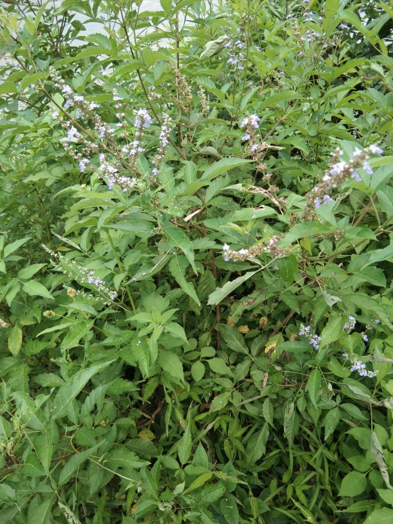 黄荊药材