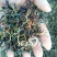 云南红茶，晒红料
