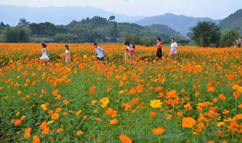 硫华菊种子黄波斯菊花籽庭院景观绿化花海花卉种子