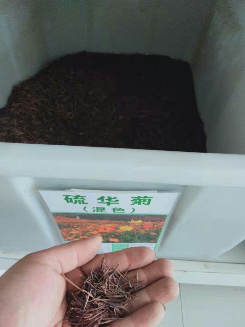 硫华菊种子黄波斯菊花籽庭院景观绿化花海花卉种子