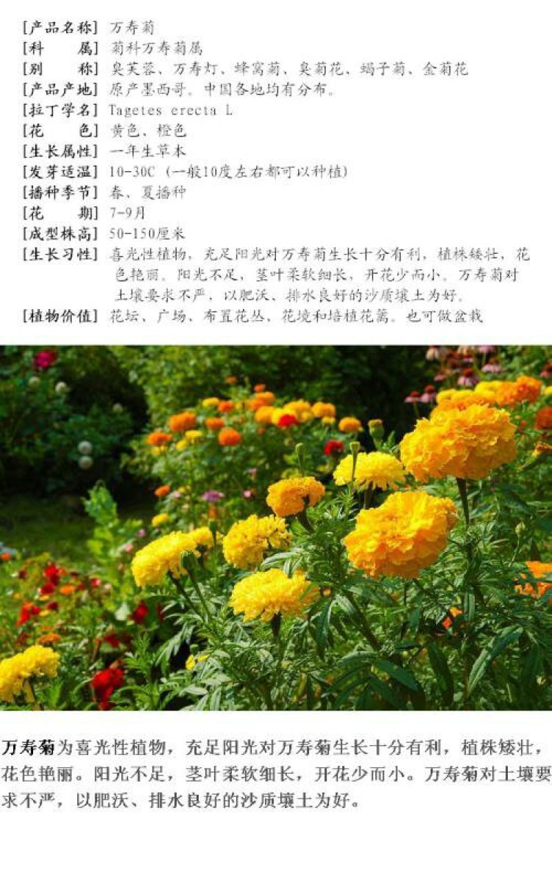 万寿菊种子菊花种子臭芙蓉花种子子驱蚊盆栽绿化花卉种子