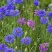 矢车菊花种四季易种活蓝色矢车菊种子室外庭院绿化耐寒花卉种