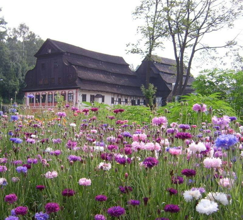 矢车菊花种四季易种活蓝色矢车菊种子室外庭院绿化耐寒花卉种
