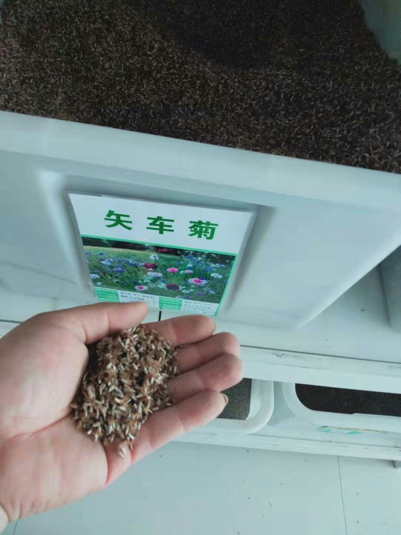 矢车菊花种四季易种活蓝色矢车菊种子室外庭院绿化耐寒花卉种