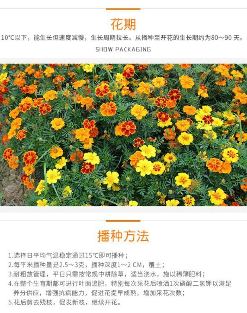 孔雀草种子耐寒花卉花籽栽庭院园林阳台四季春秋播种矮生花种