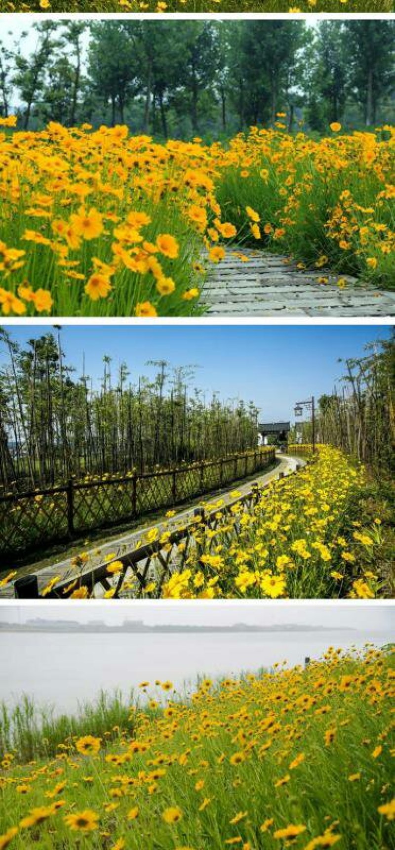 金鸡菊种子花种子春夏秋播种宿根花卉种子园林景观绿化工程