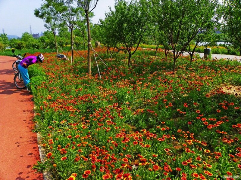 天人菊种子多年生宿根种子耐寒鲜花园林景观绿化花卉种子