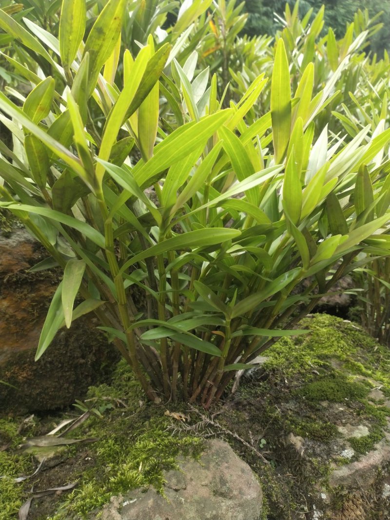 夹江叠鞘石斛，发展种植，观赏必备，原产地批发