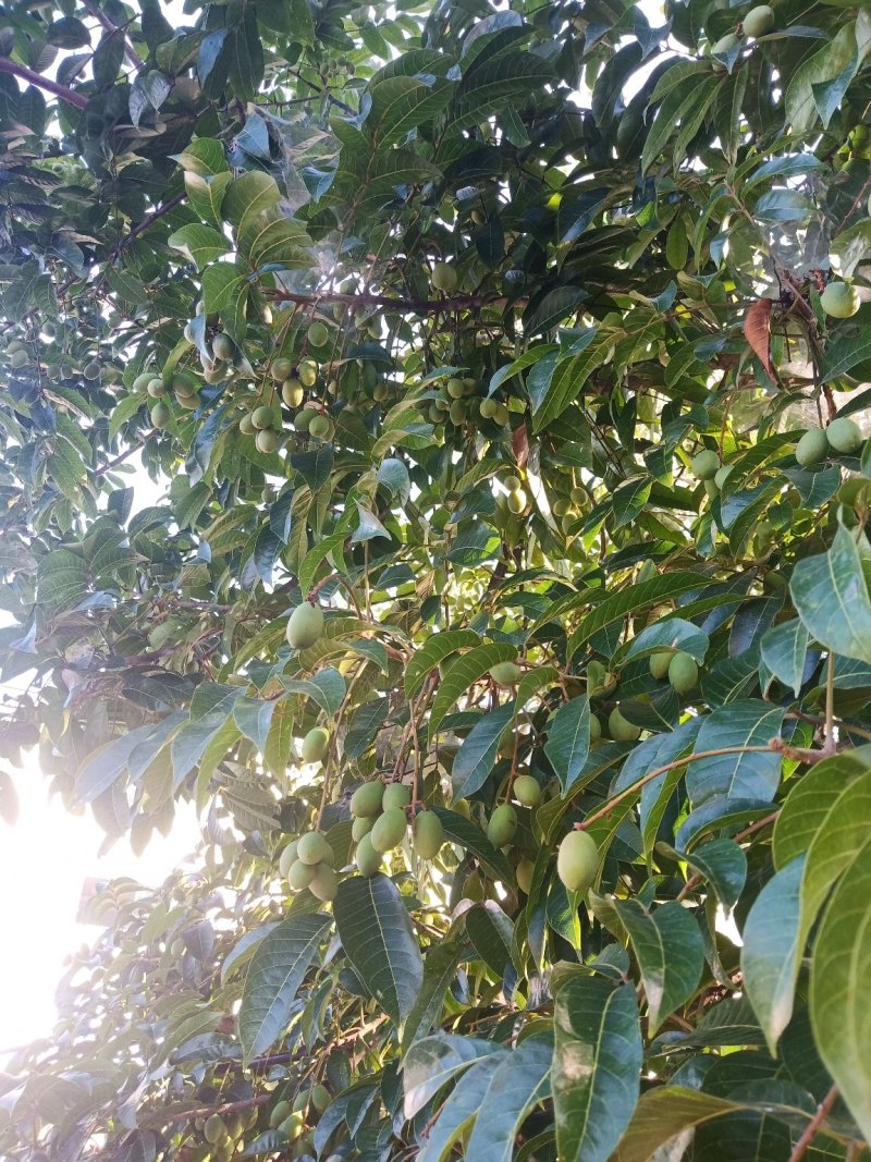 橄榄新鲜打货很多很多大货