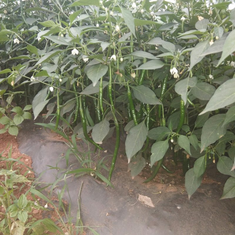 鲜辣椒