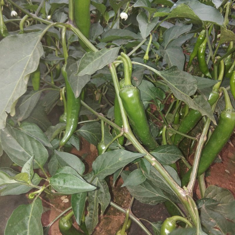 鲜辣椒