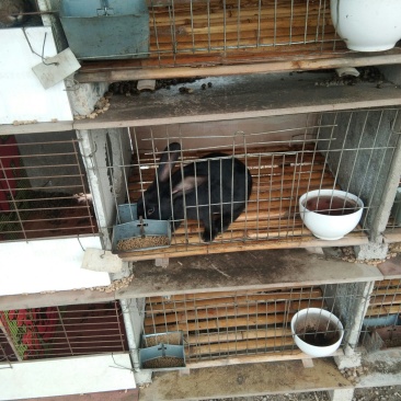 种兔