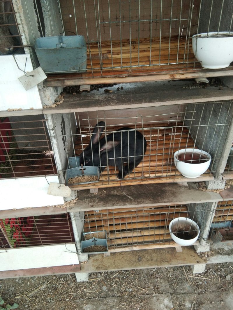 种兔