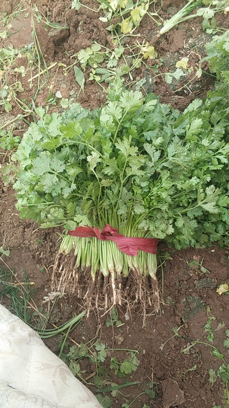 蔬菜