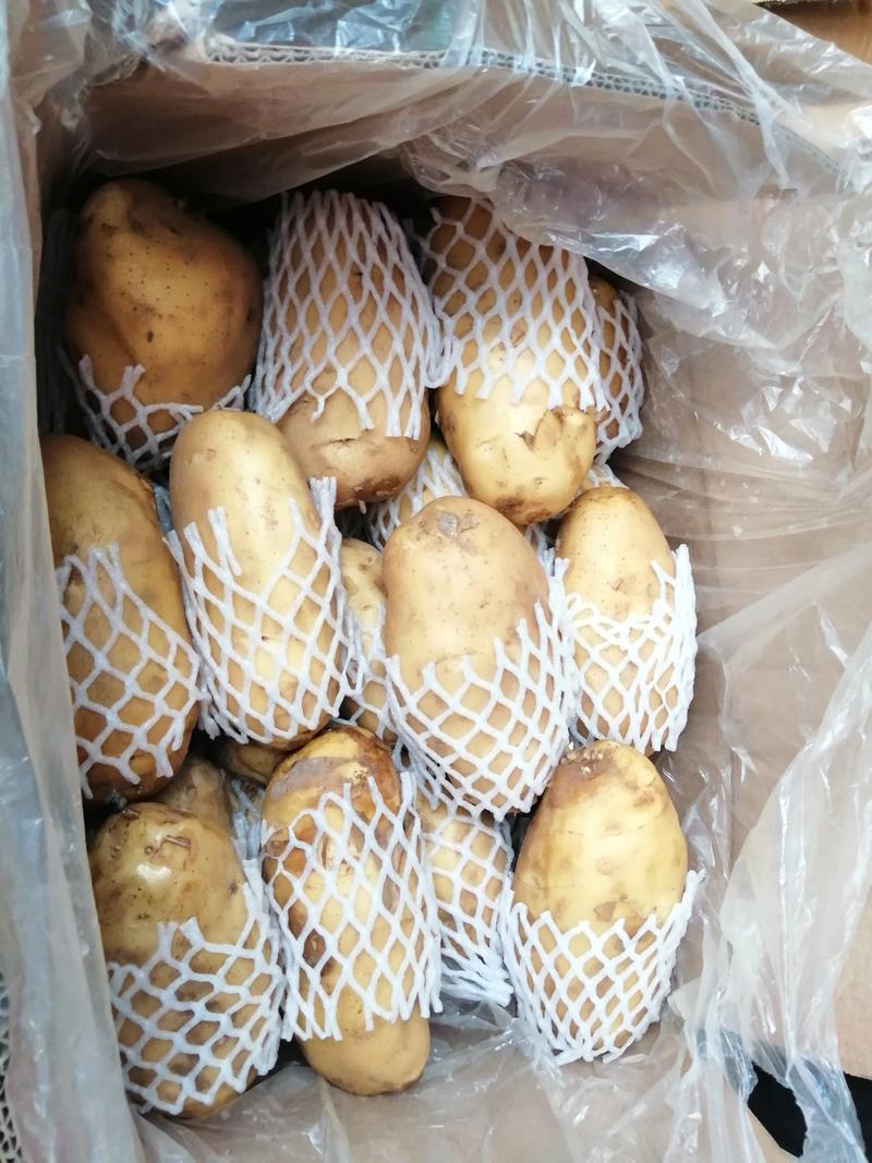 山东安丘精品荷兰十五土豆！大量供应，一手货源，产地直供