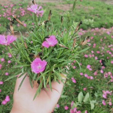 欧石竹