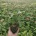 丰花月季