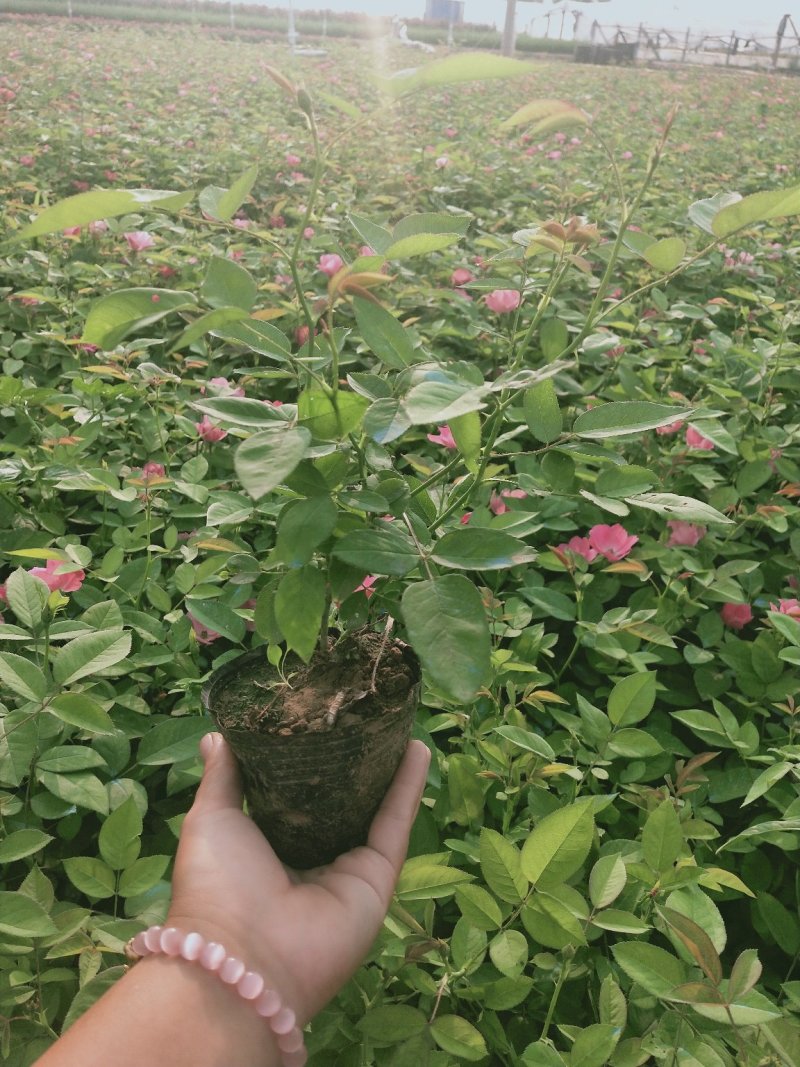 丰花月季