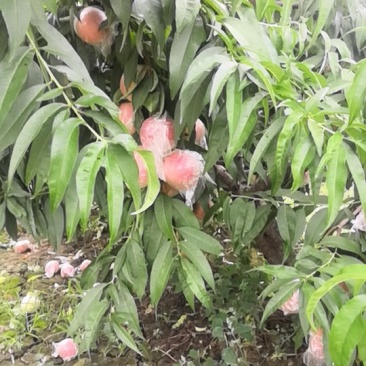阿布白套袋，