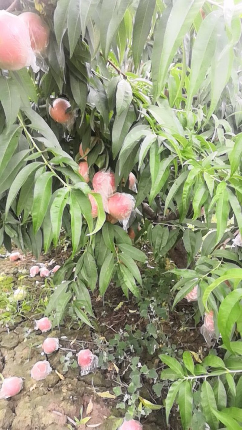 阿布白套袋，
