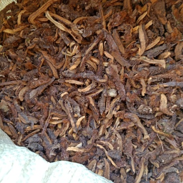 骨碎补