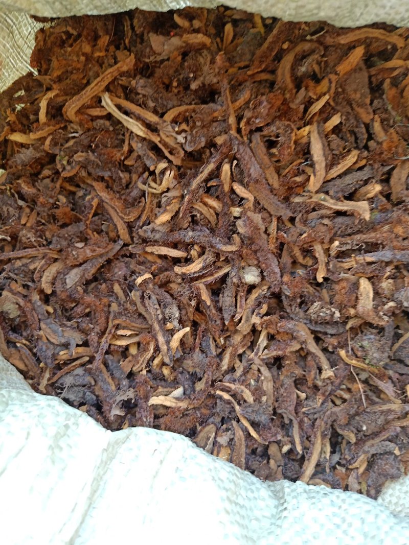 骨碎补
