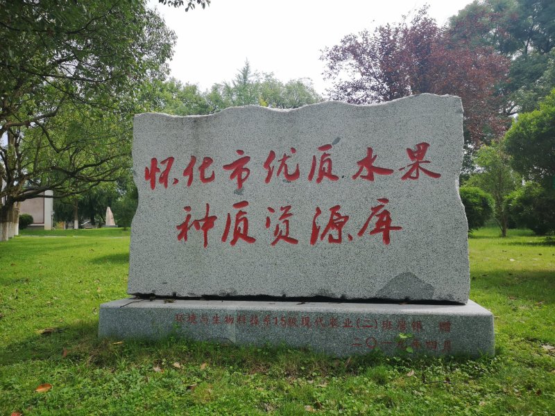 猕猴桃湘西红心猕猴桃上市对接电商超市批发等