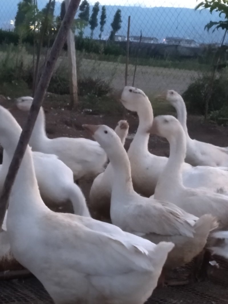 三花鹅