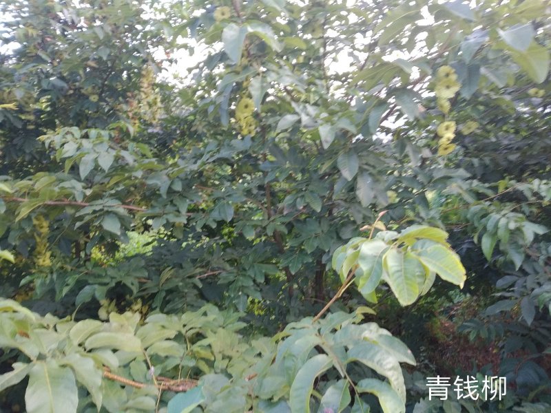 青钱柳叶一级