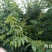 青钱柳叶一级