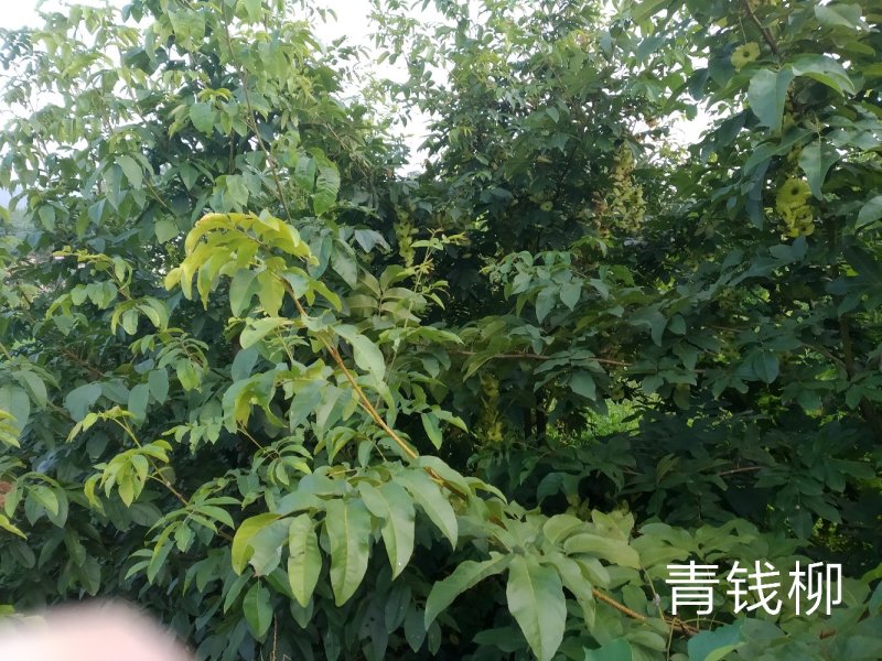 青钱柳叶一级