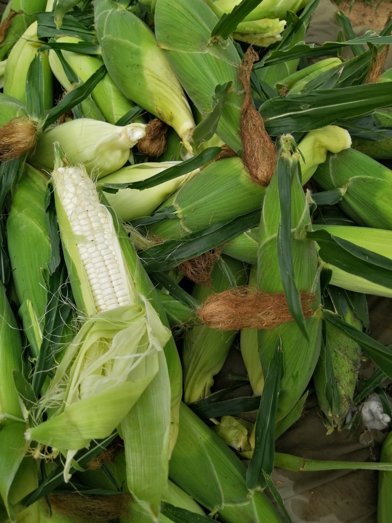 万糯粘玉米